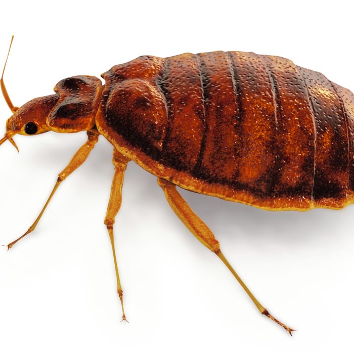 Fumigacion de chinches de cama