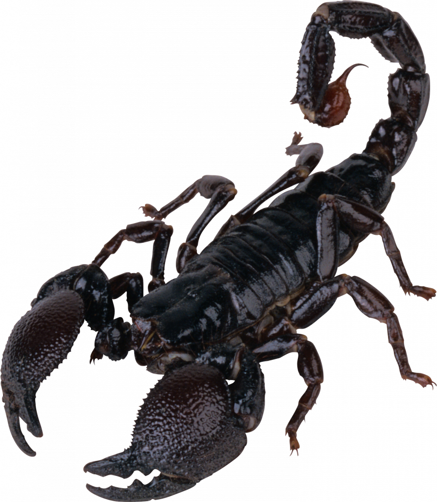 Fumigación de Alacranes